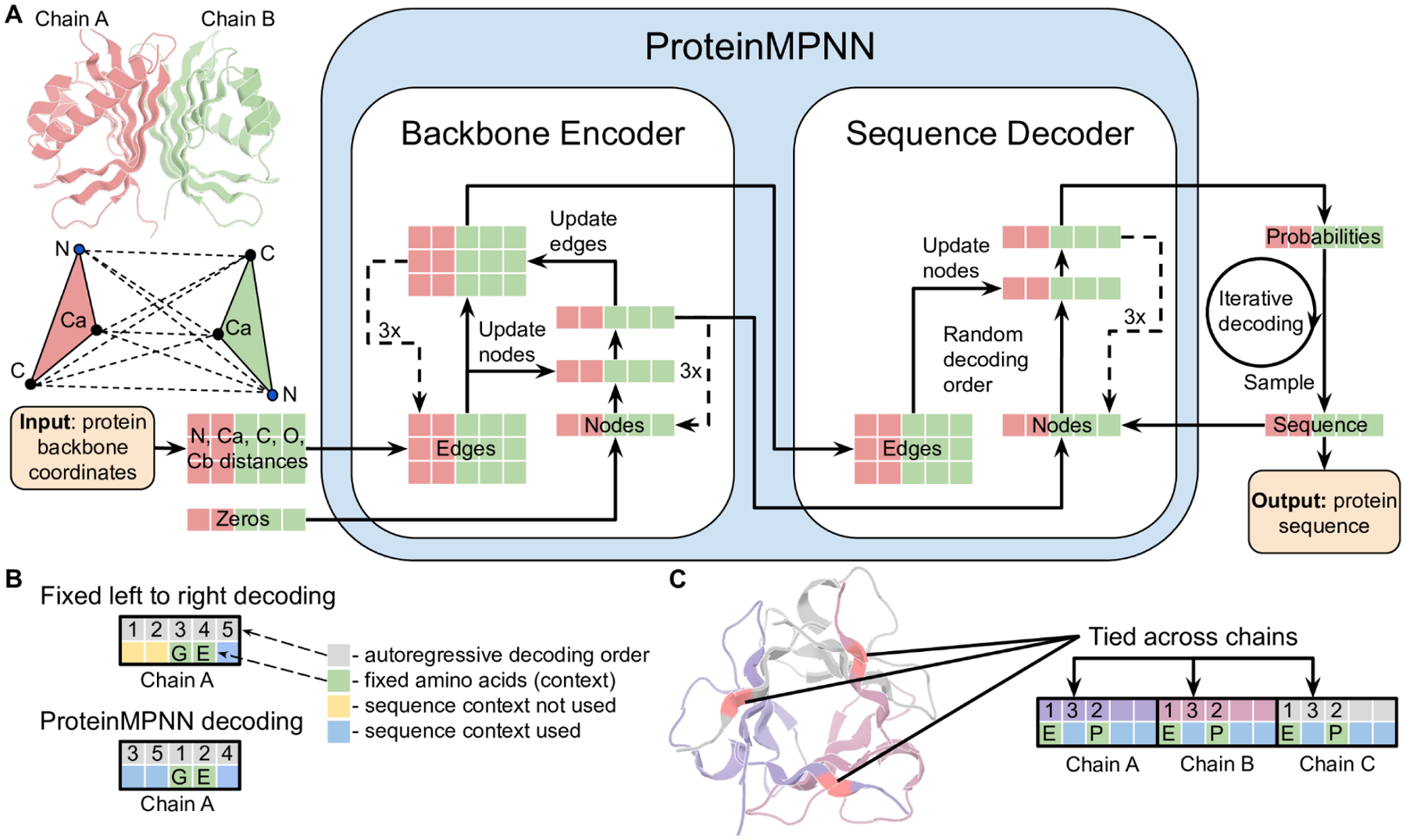 ProteinMPNN Architecture: message-passing neural network for inverse protein design