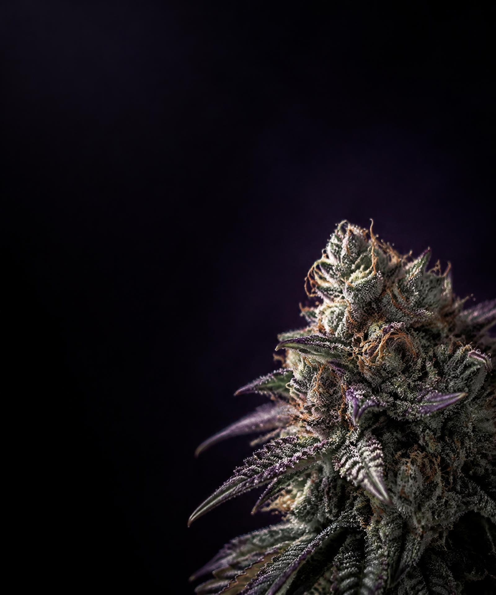 imgi_2_cover-m3jdtORL.jpg